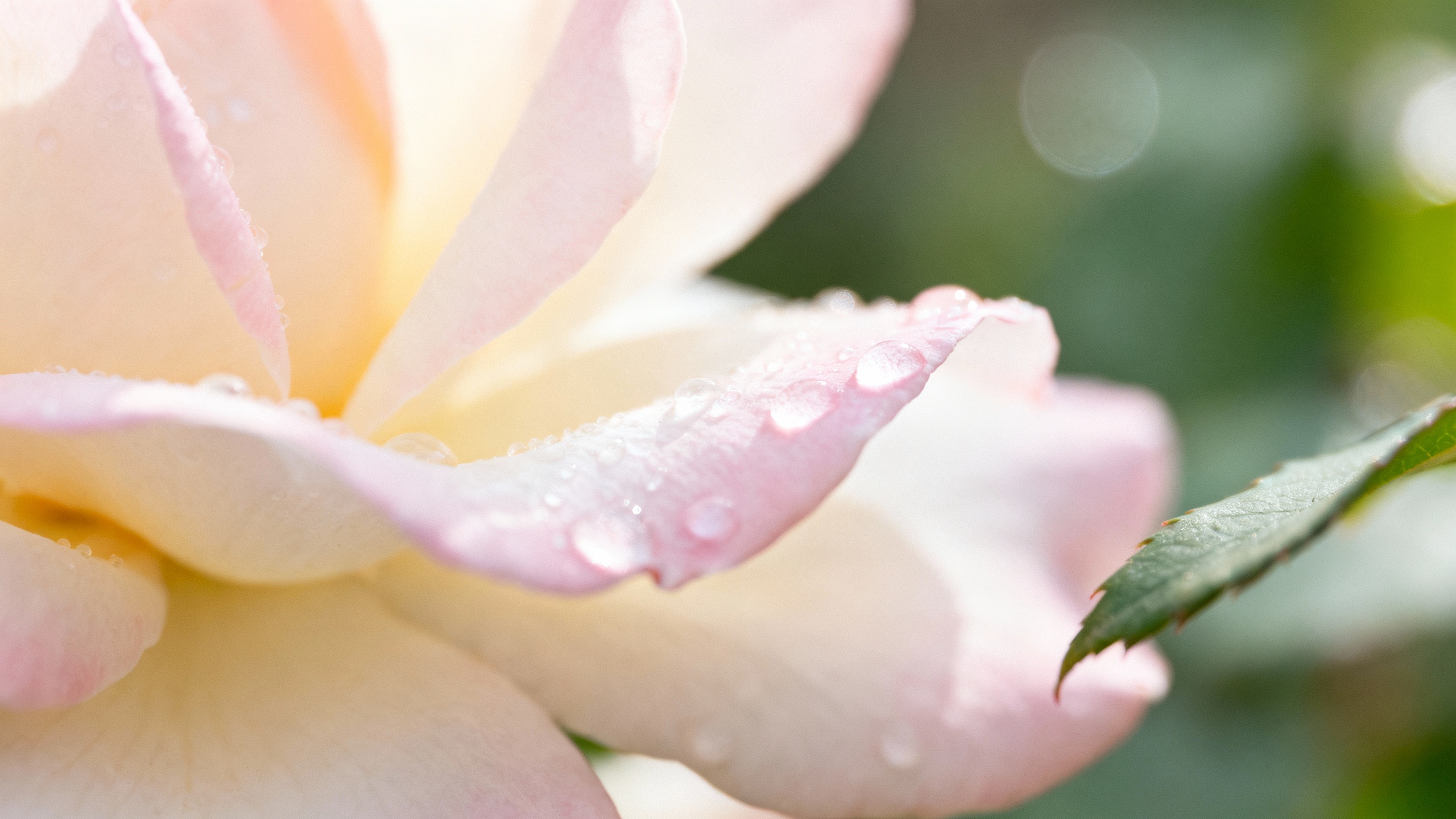 Featured image for Battling the Redness: Discovering Relief for Rosacea