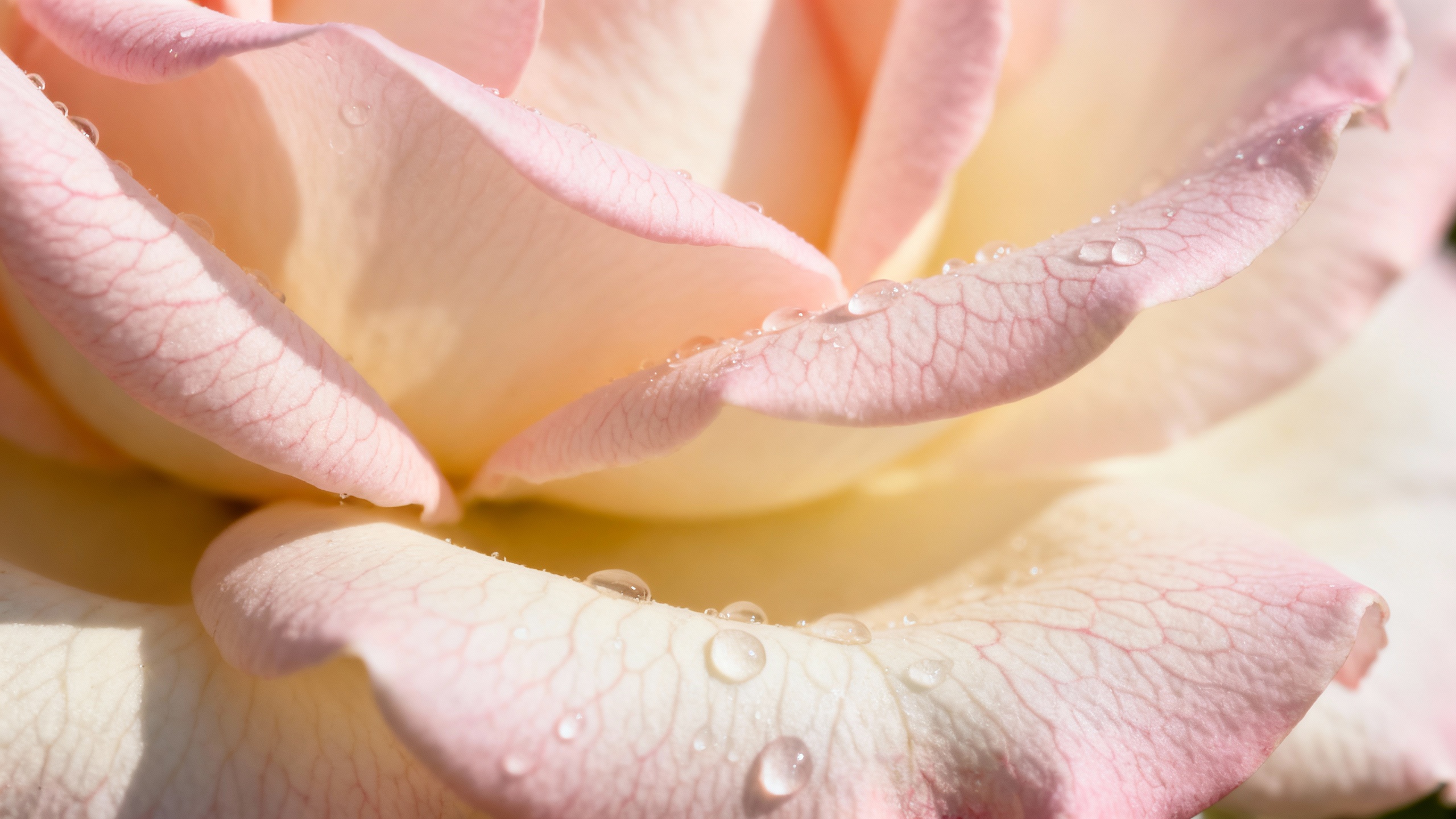 Your guide to understanding rosacea better